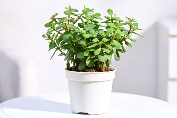 How To Care Jade Plant: Maintenance Tips Of Jade Plant - Sowsworld.com